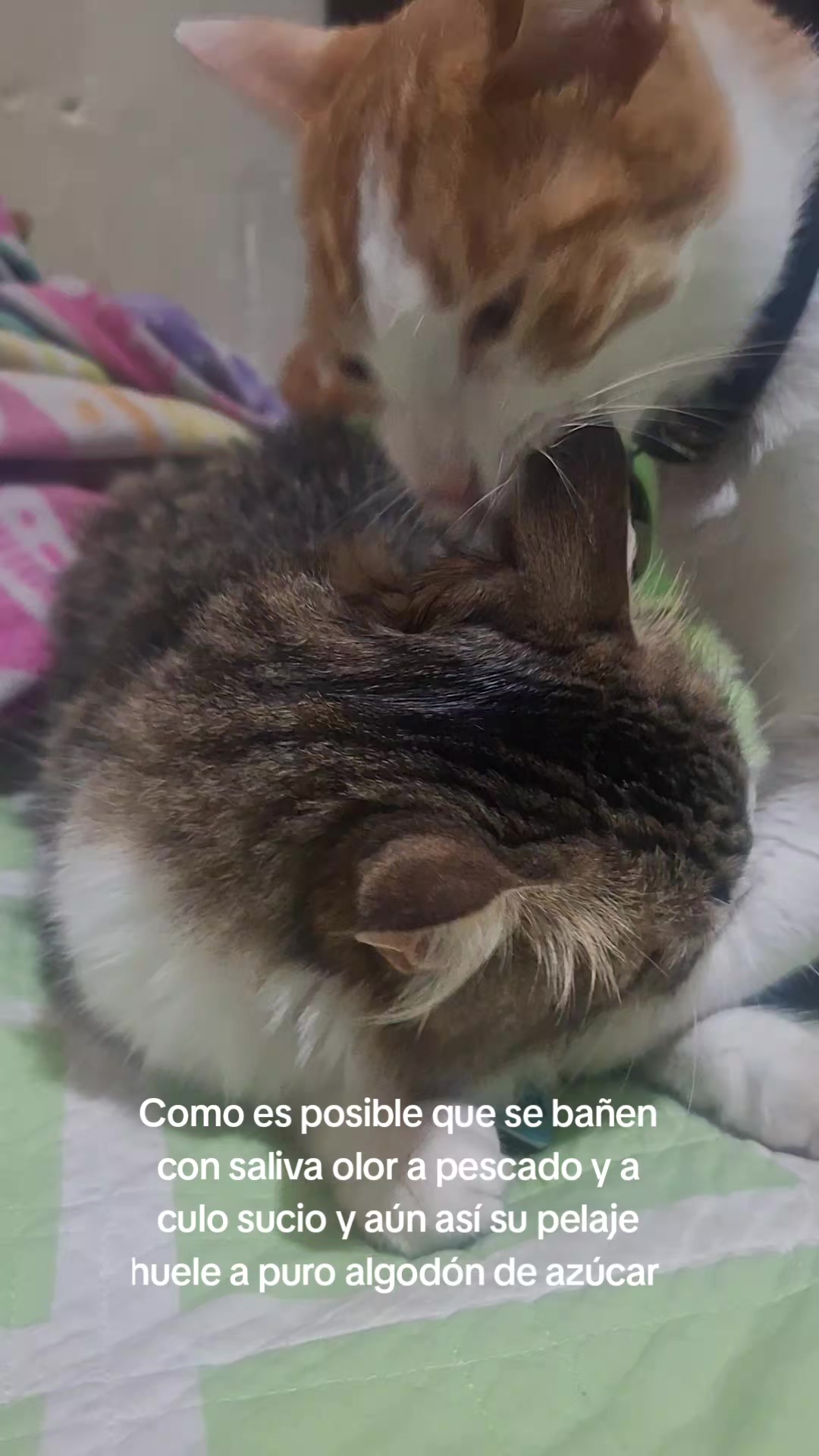 @Natalia Villalobos H