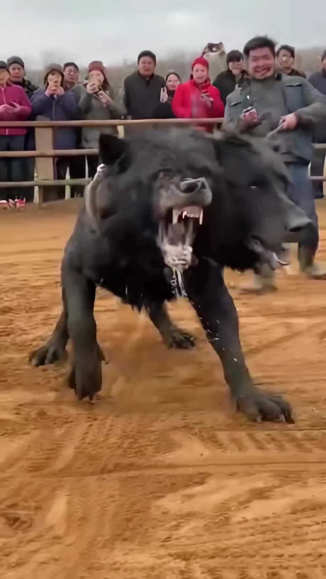 @animolfacts