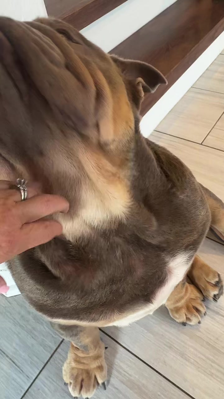 @RawlsTheBulldog