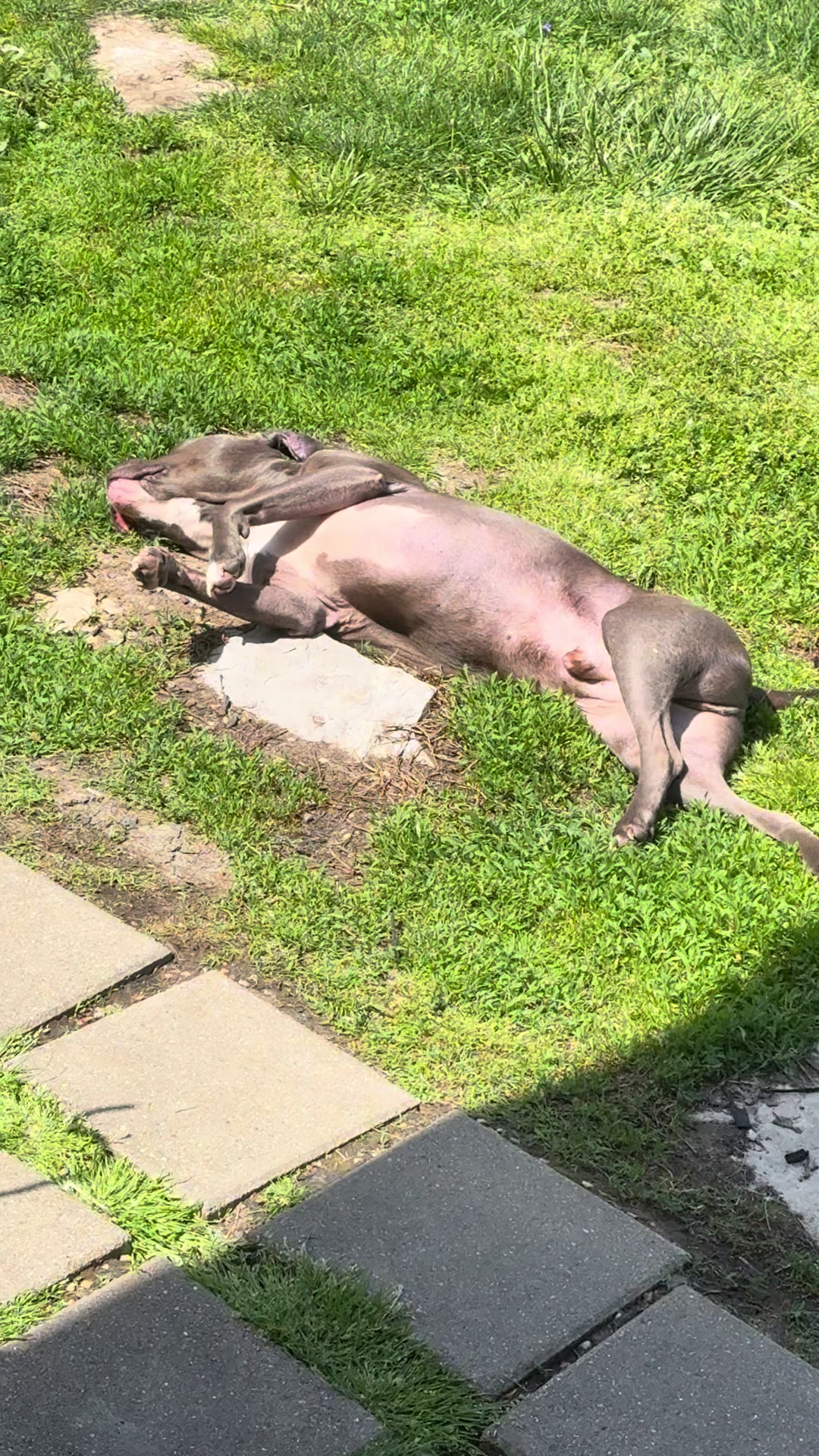 @Pittie Mom