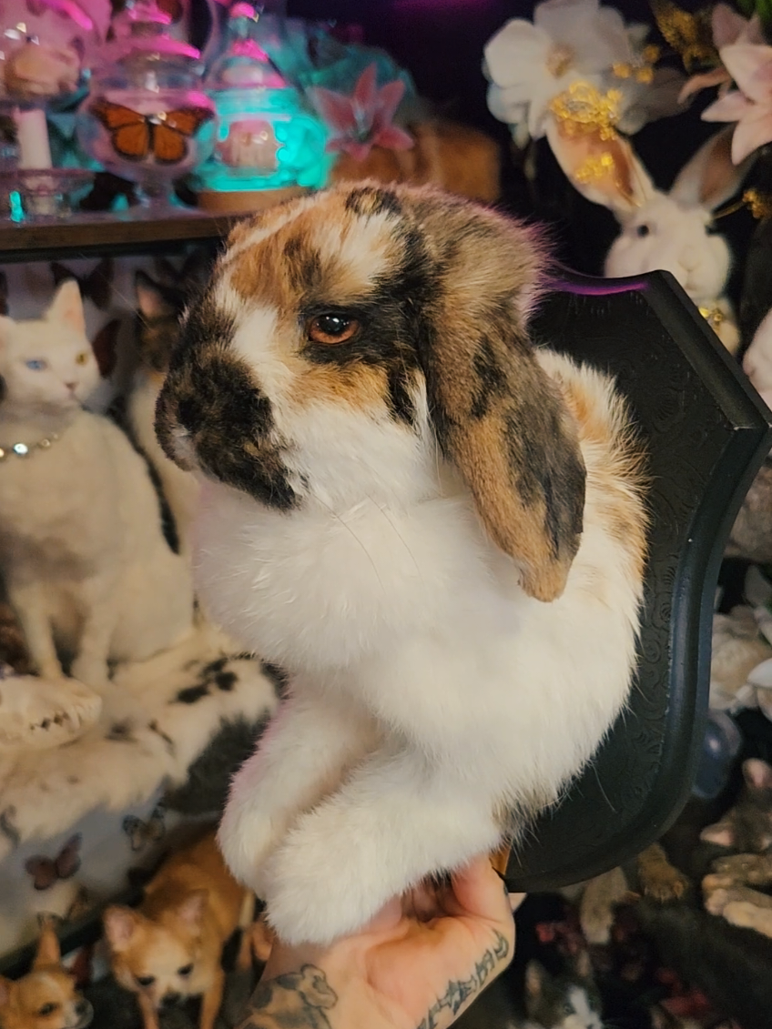@May Jackalope Taxidermy 🇨🇦