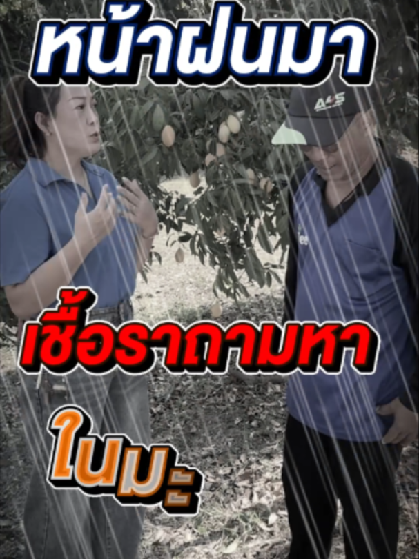 @4Tree A4S Thailand
