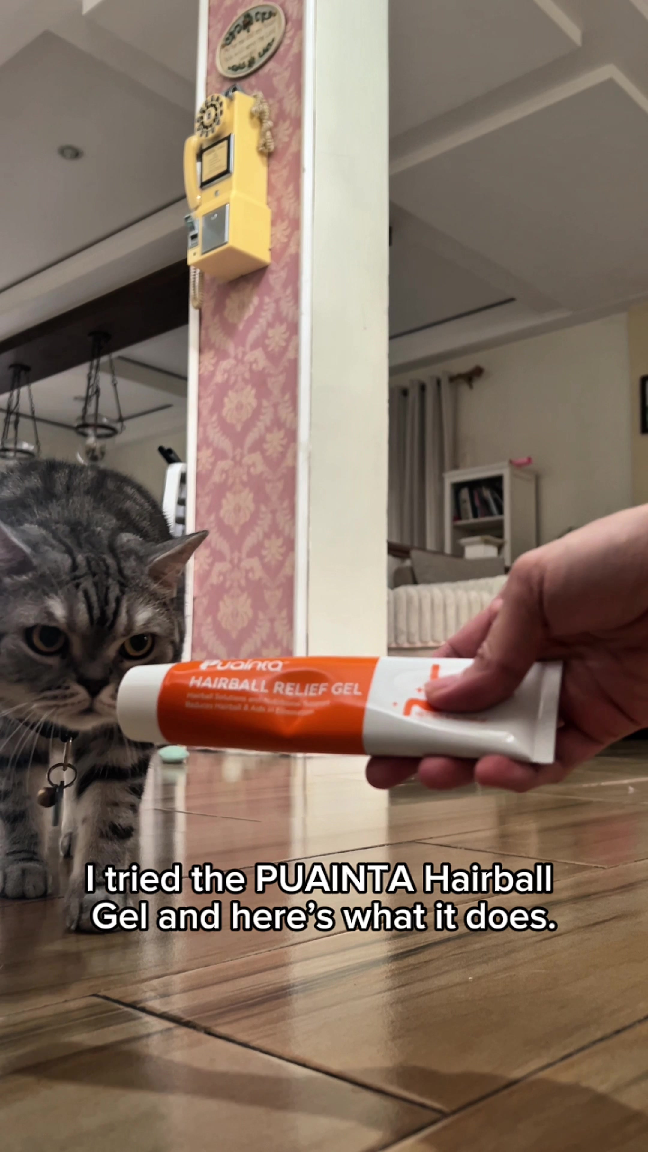 @BecauseCats