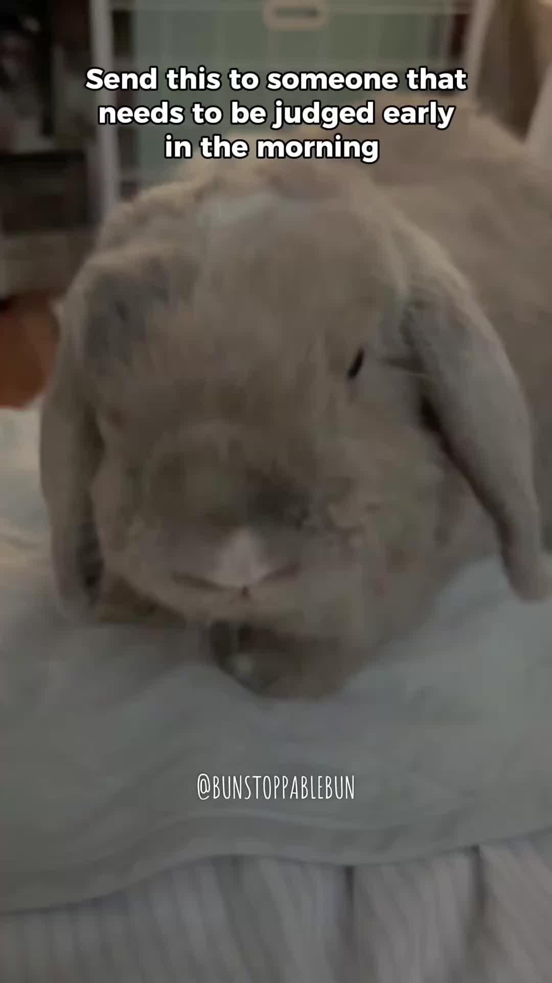 @BunBun, Mochi🌈, Chewy