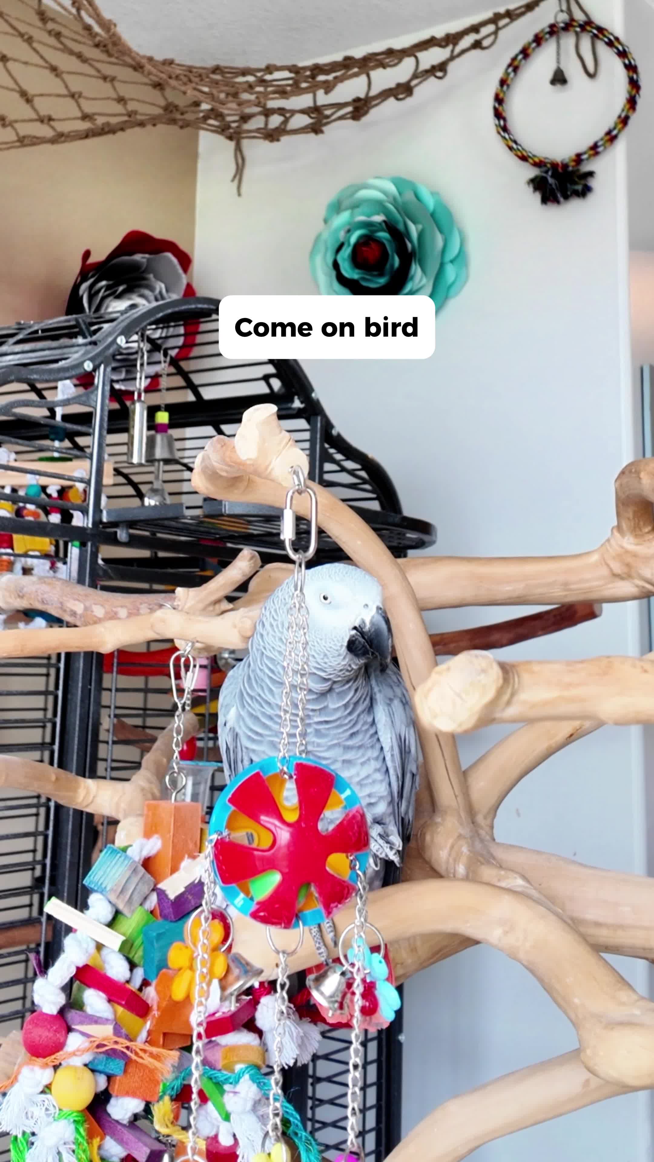 @Gizmo The Grey Bird