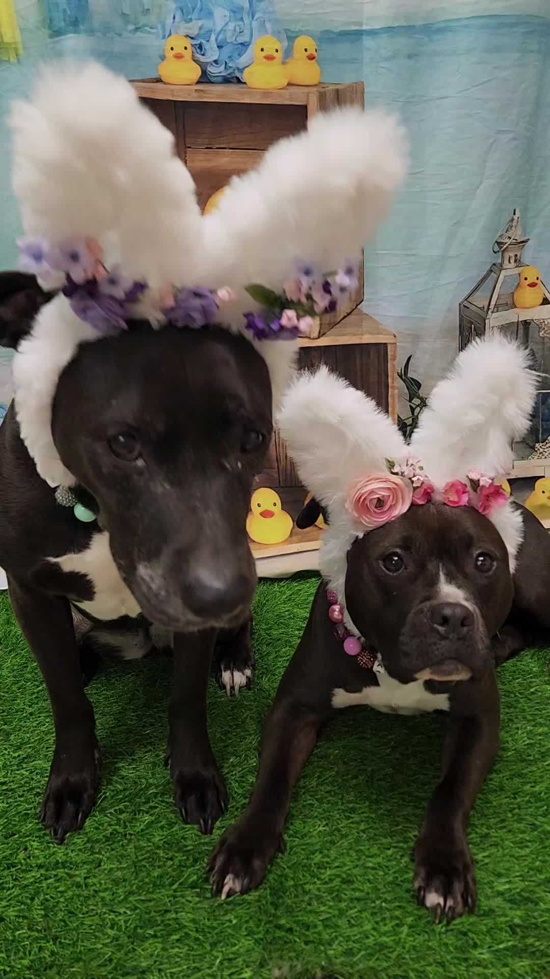 @bigbadscarypitbulls