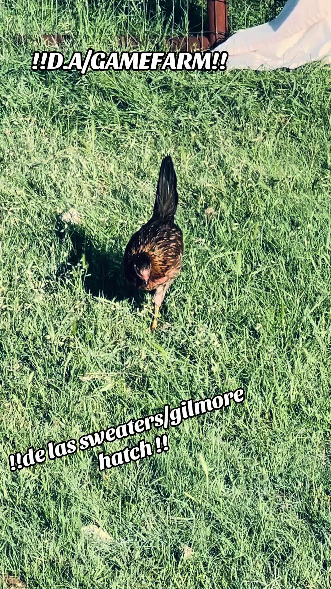@DAgamefarm