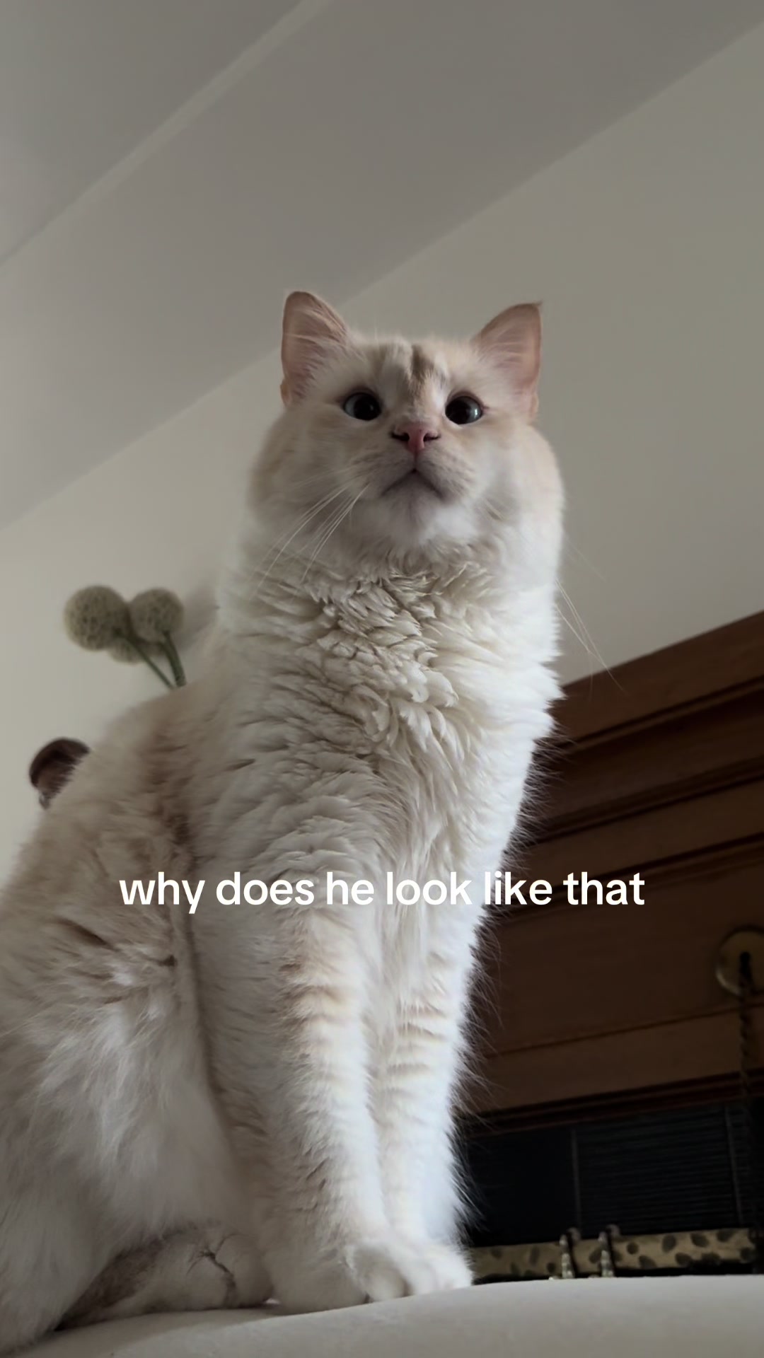 @syd