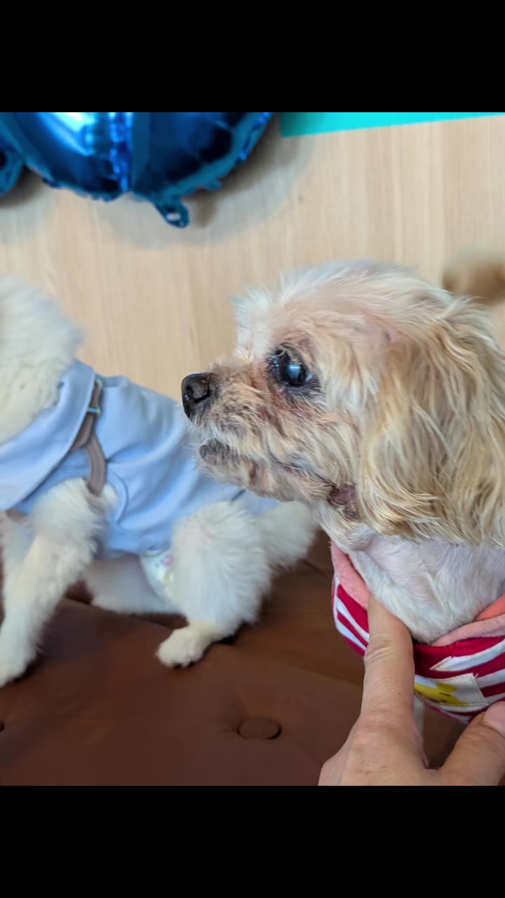 @大型犬3頭&小型老犬4頭多頭飼いの生活