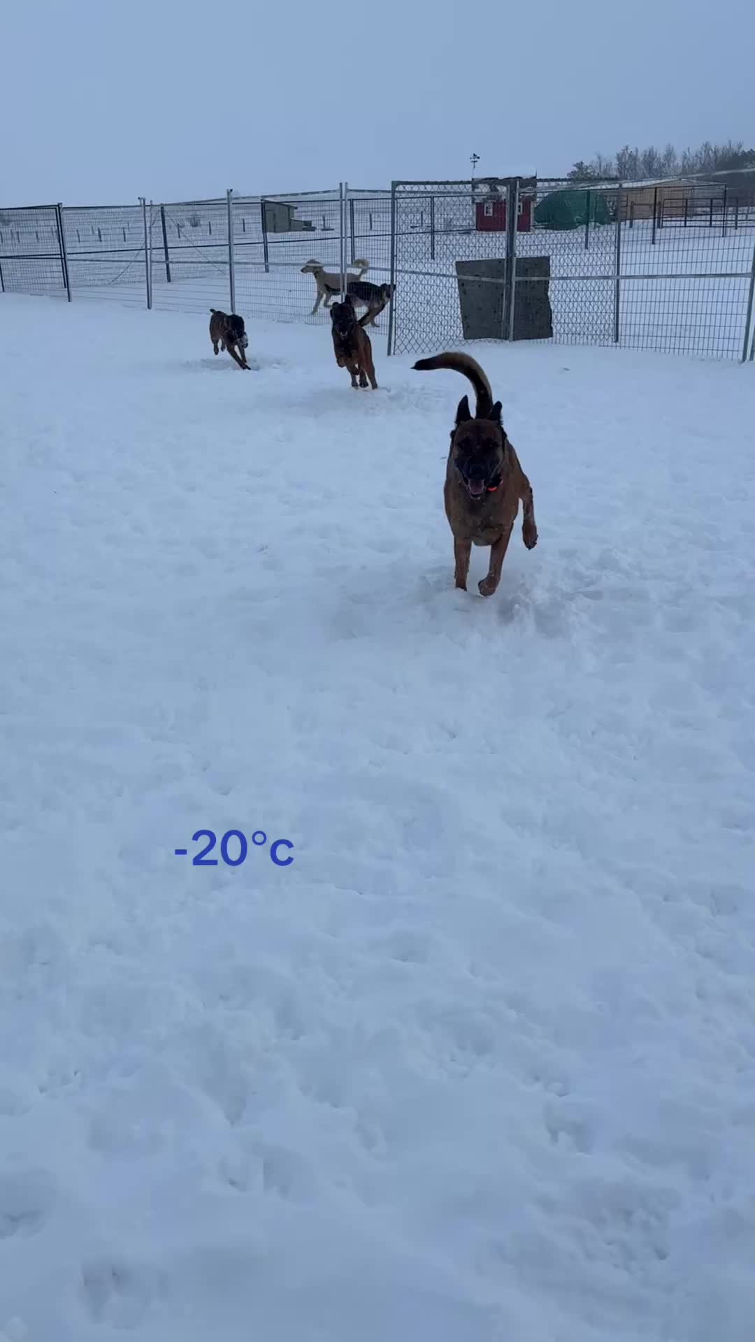 @Aim Canine