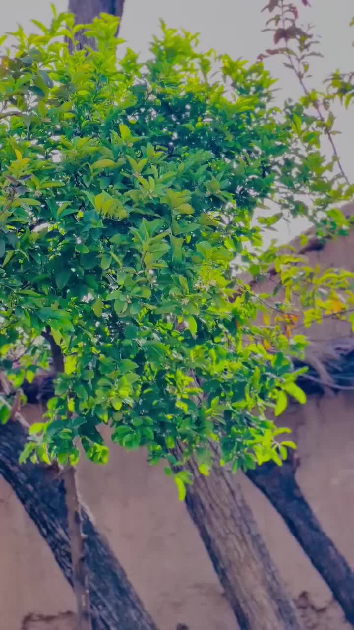 @FAKHAR