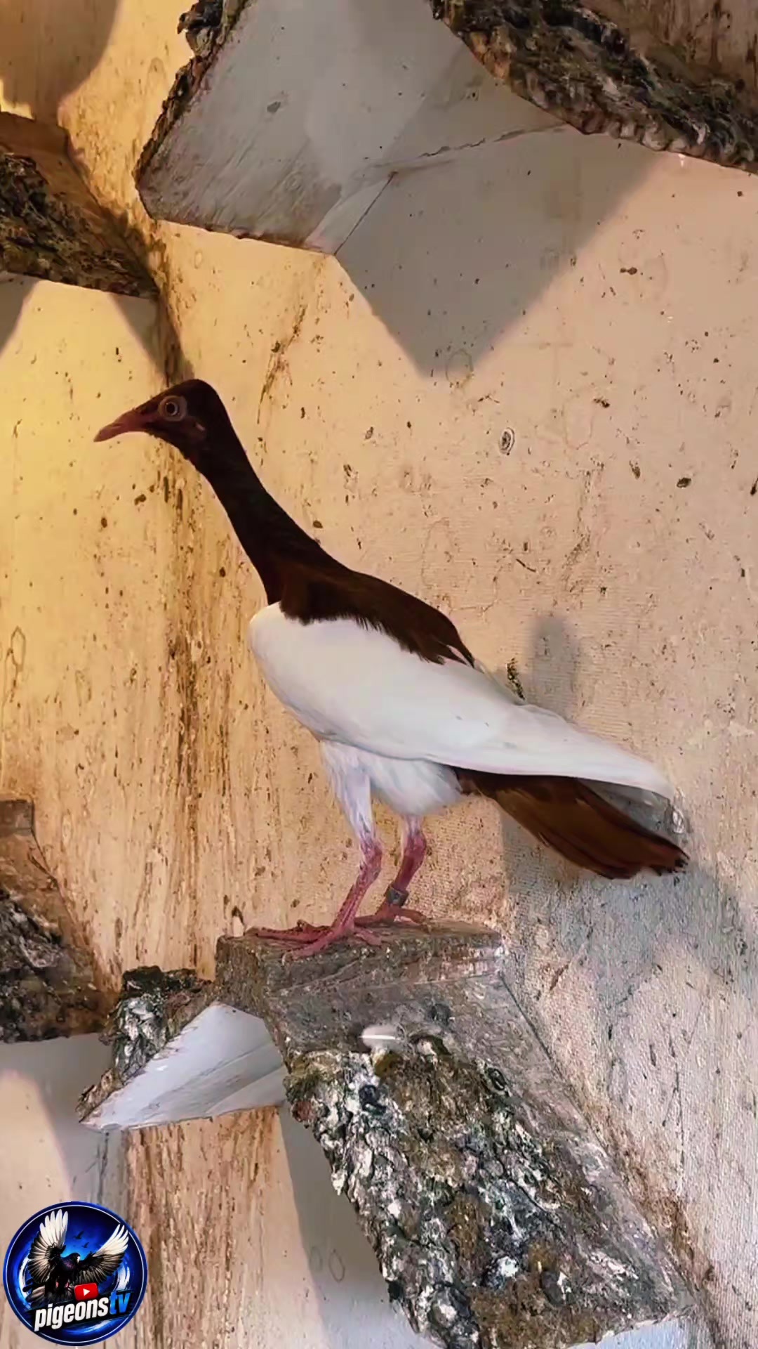 @Pigeons Tv