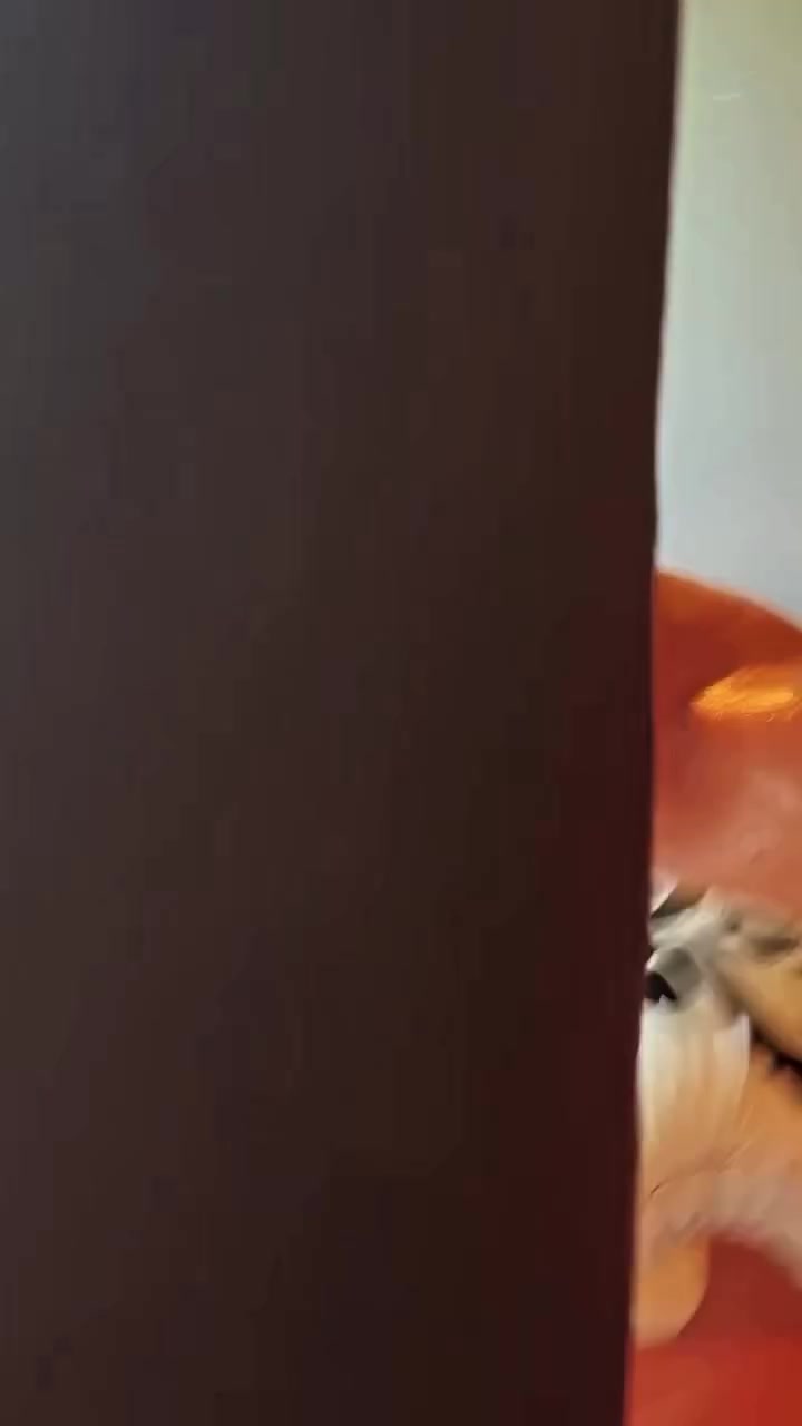 @cobrapervizabdullayev
