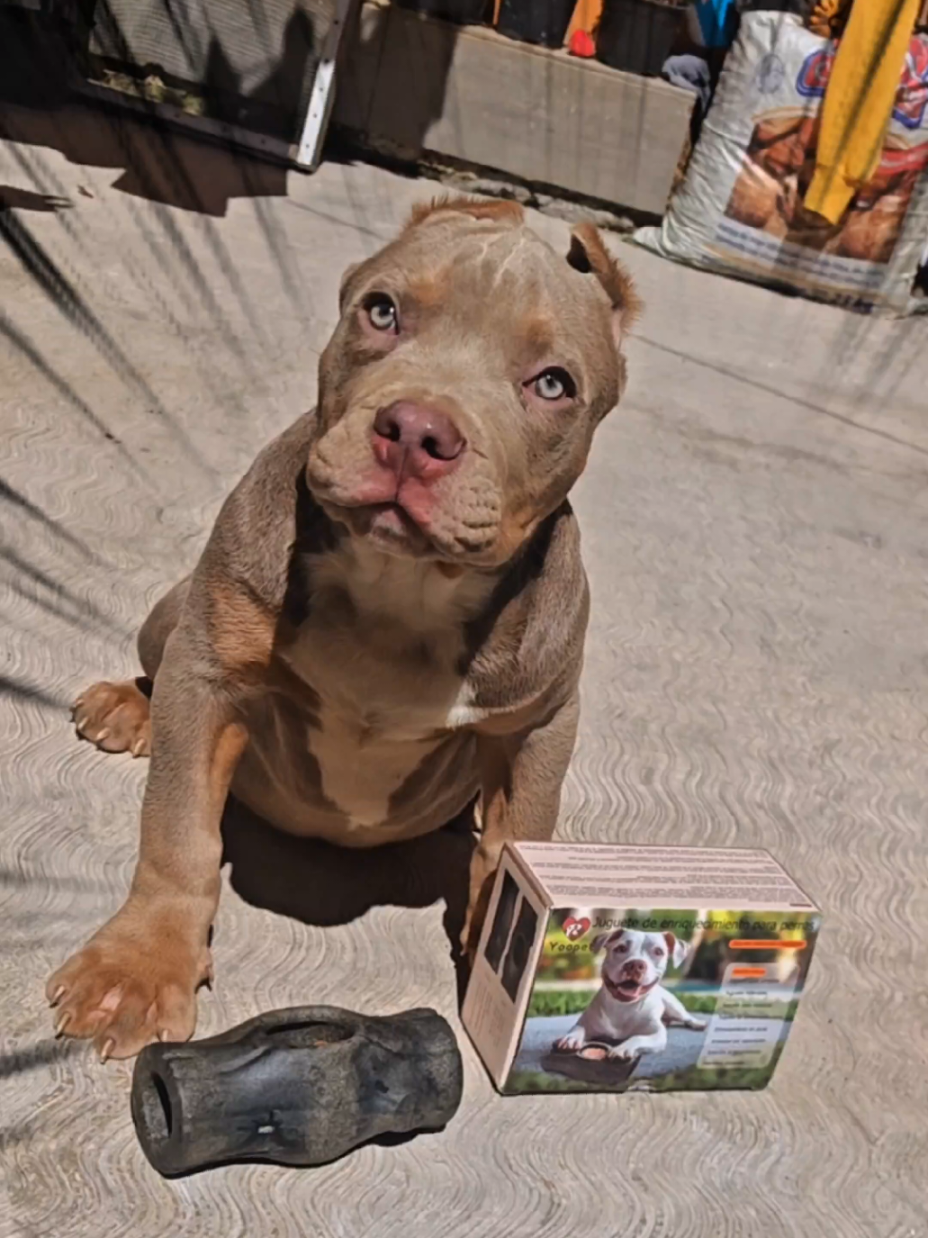 @GALVAN BULLY KENNEL OFFICIAL