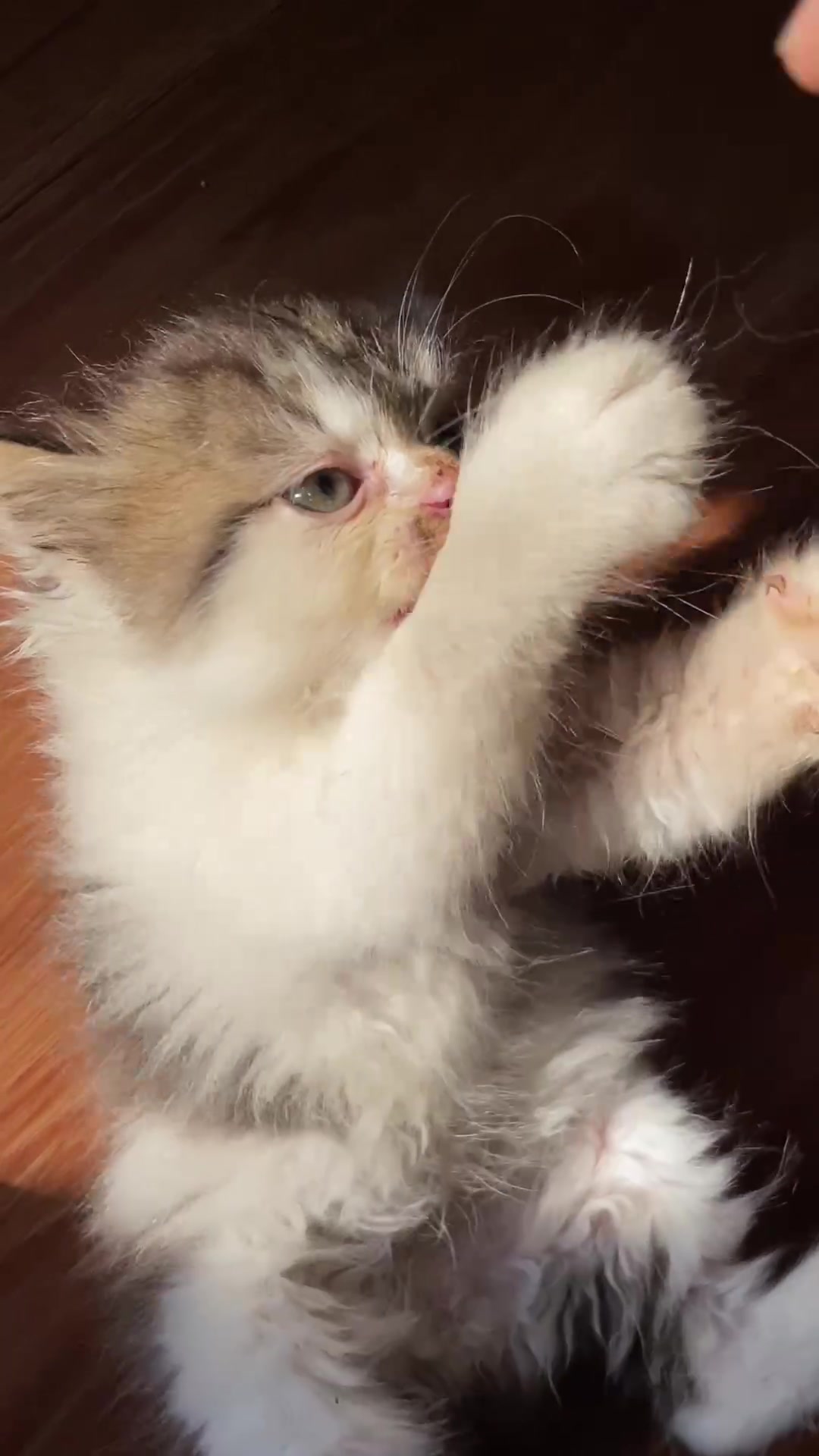 @Republic Of Cat