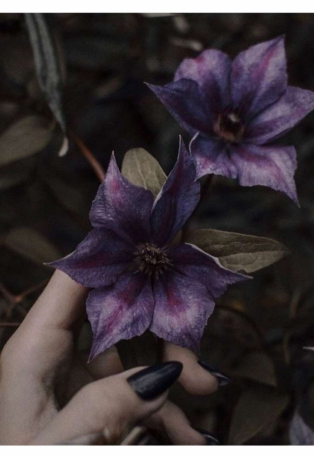 @🦇 ✧ ⋆ ☾ ✧ ⋆ 🪷