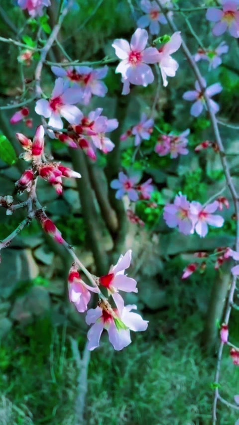 @هداج الغامدي ( رجُل التاريخ )