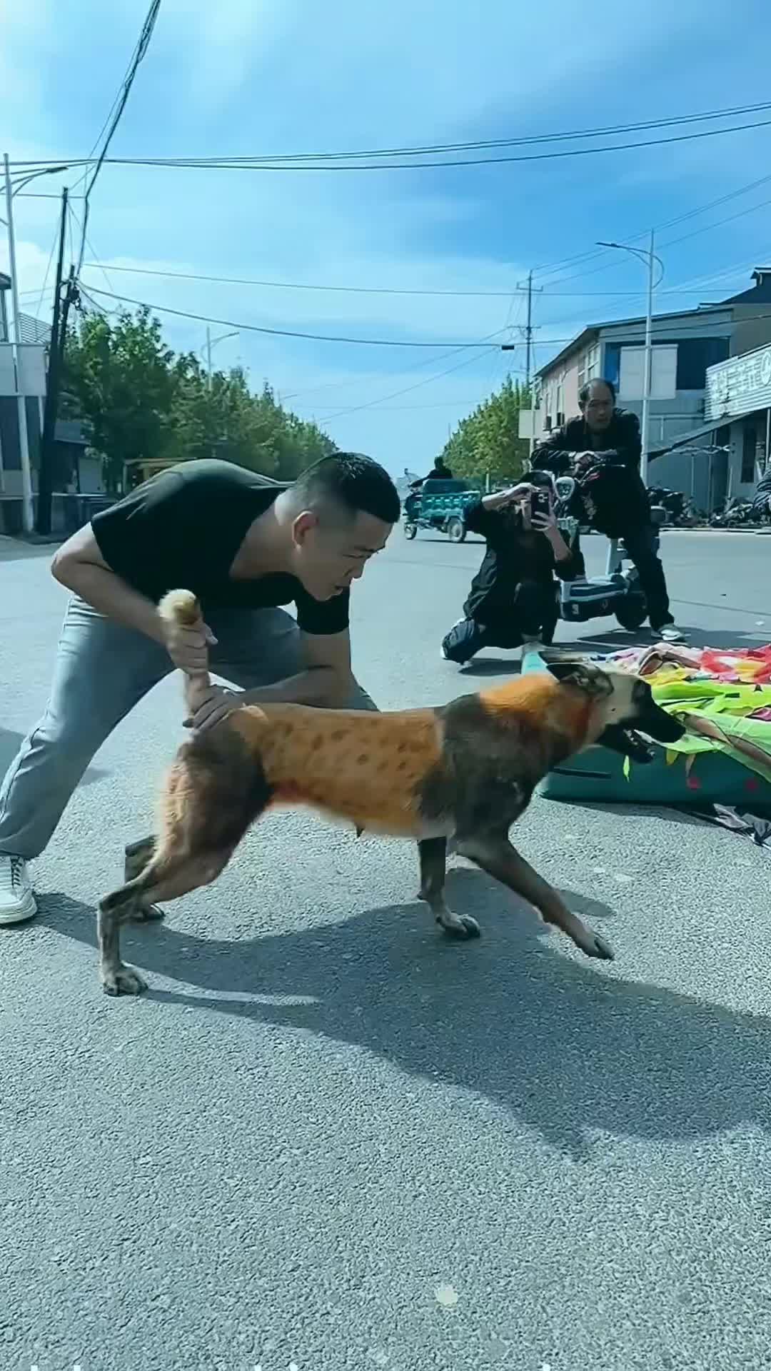 @love pets