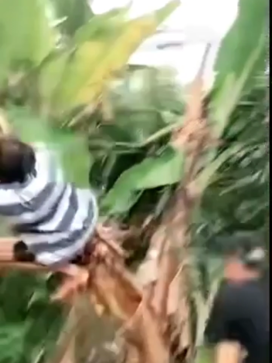 @Herman kamaru