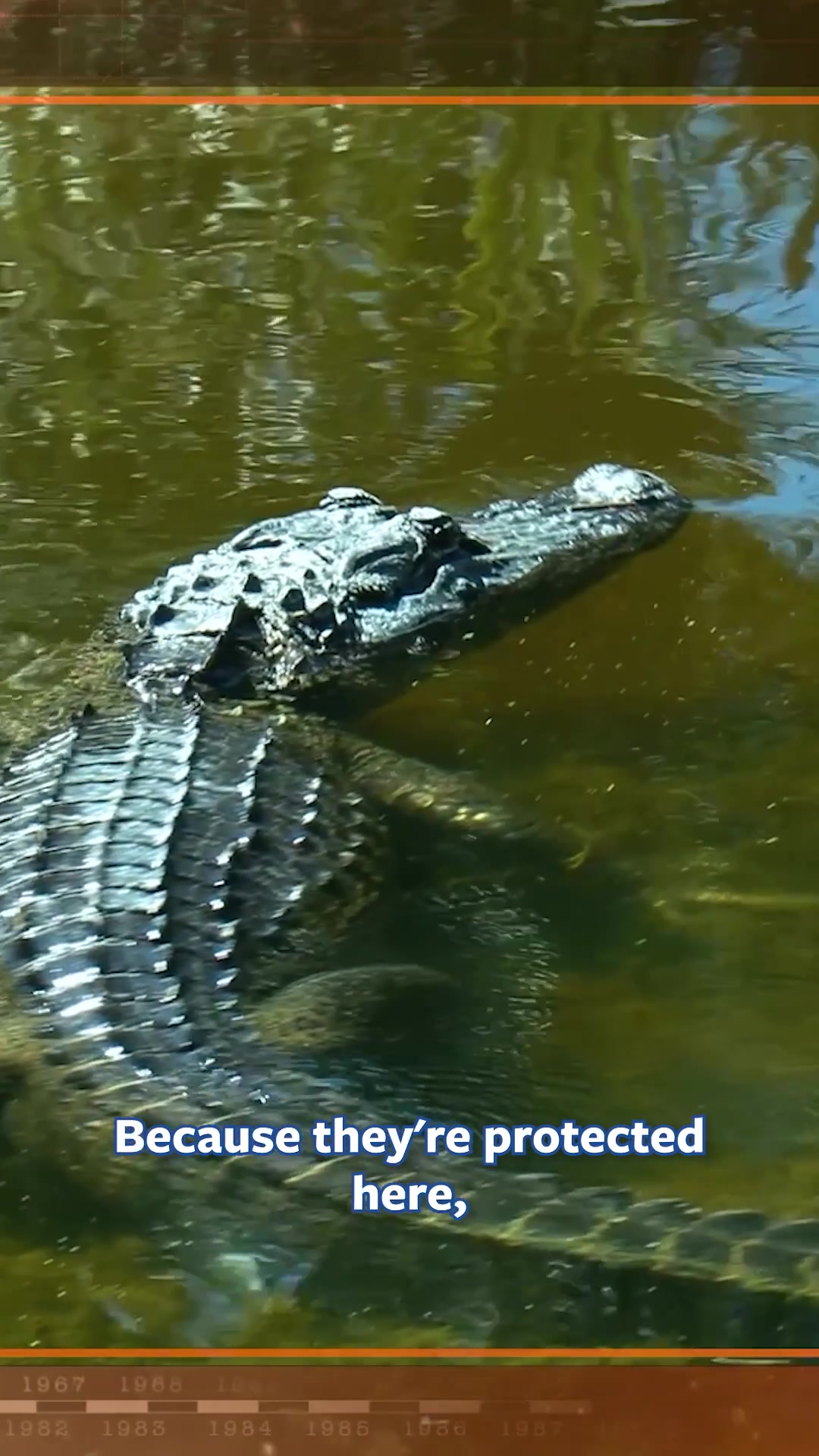 @Mutual of Omaha's Wild Kingdom