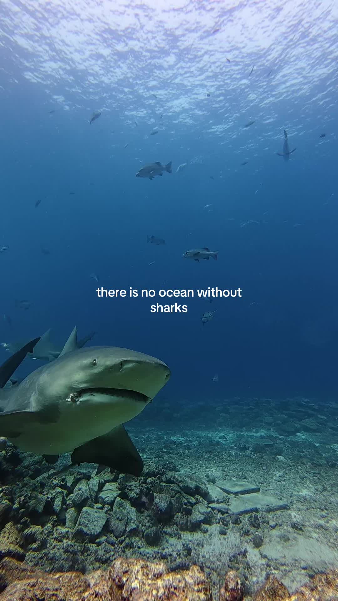 @maddy mermaid