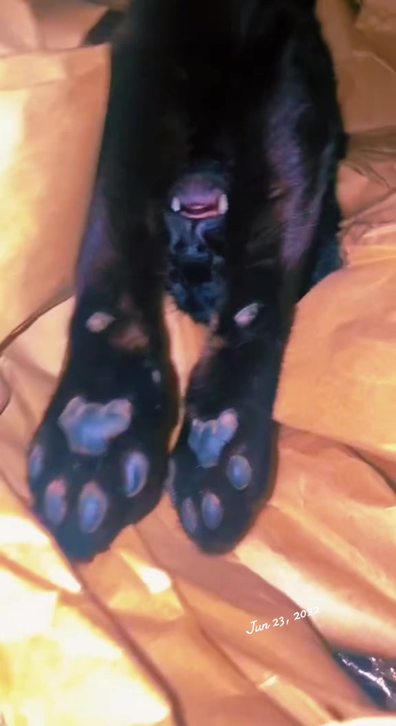 @pantherthecat_28