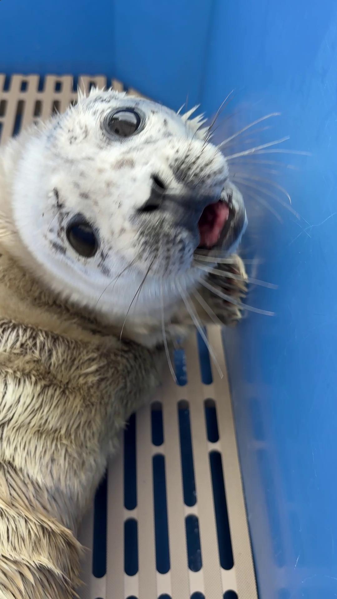 @Marine Mammal Rescue Society