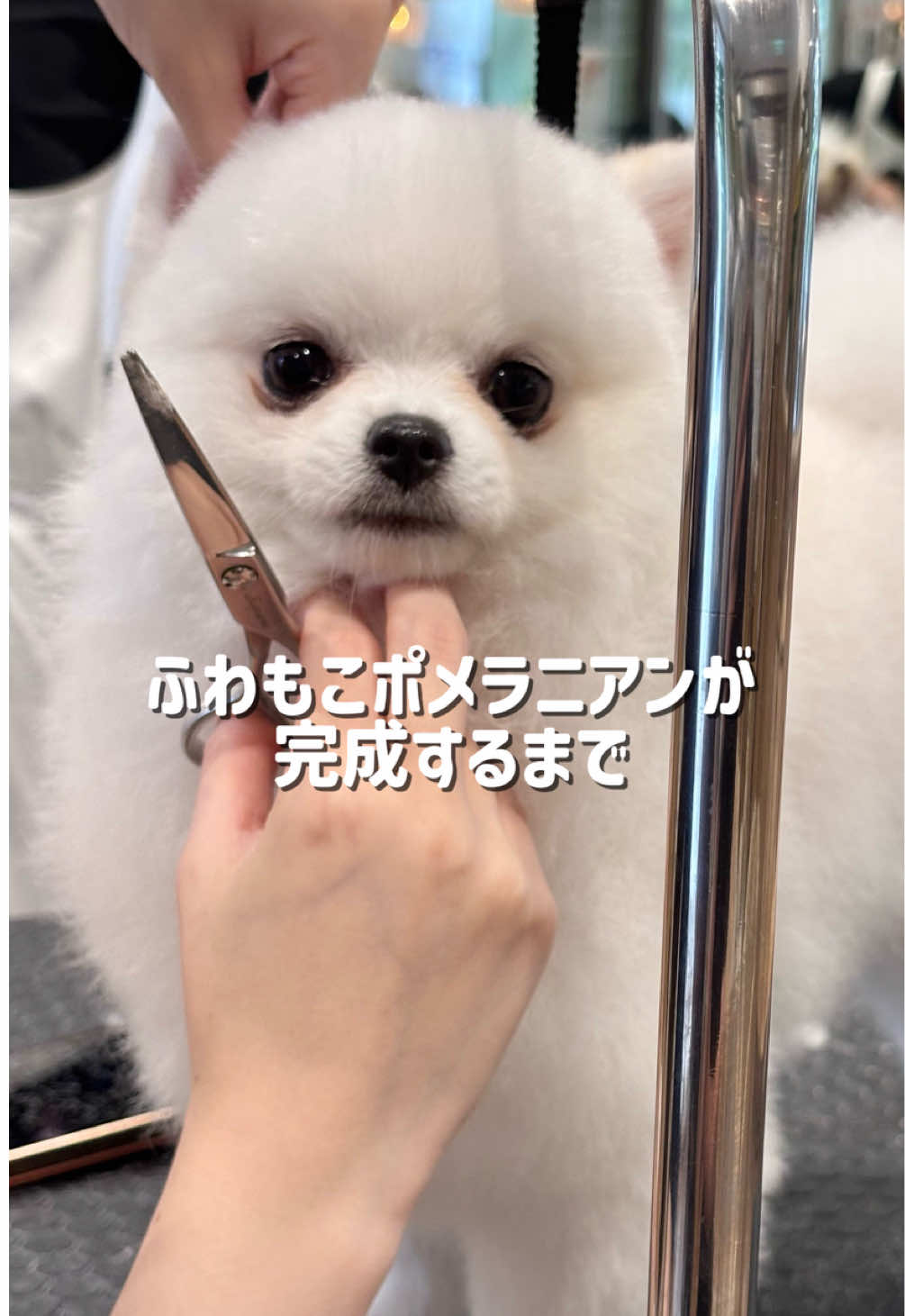 @ポメラニアンのミル🍼