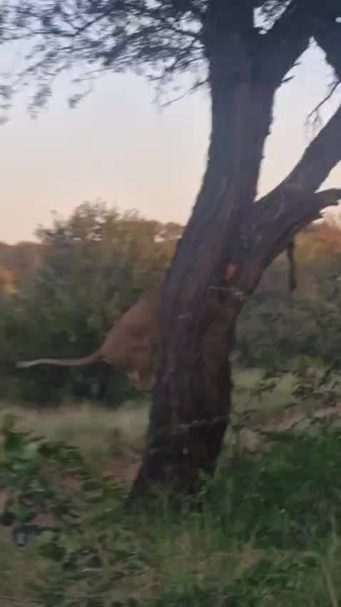 @Jabulani Safari