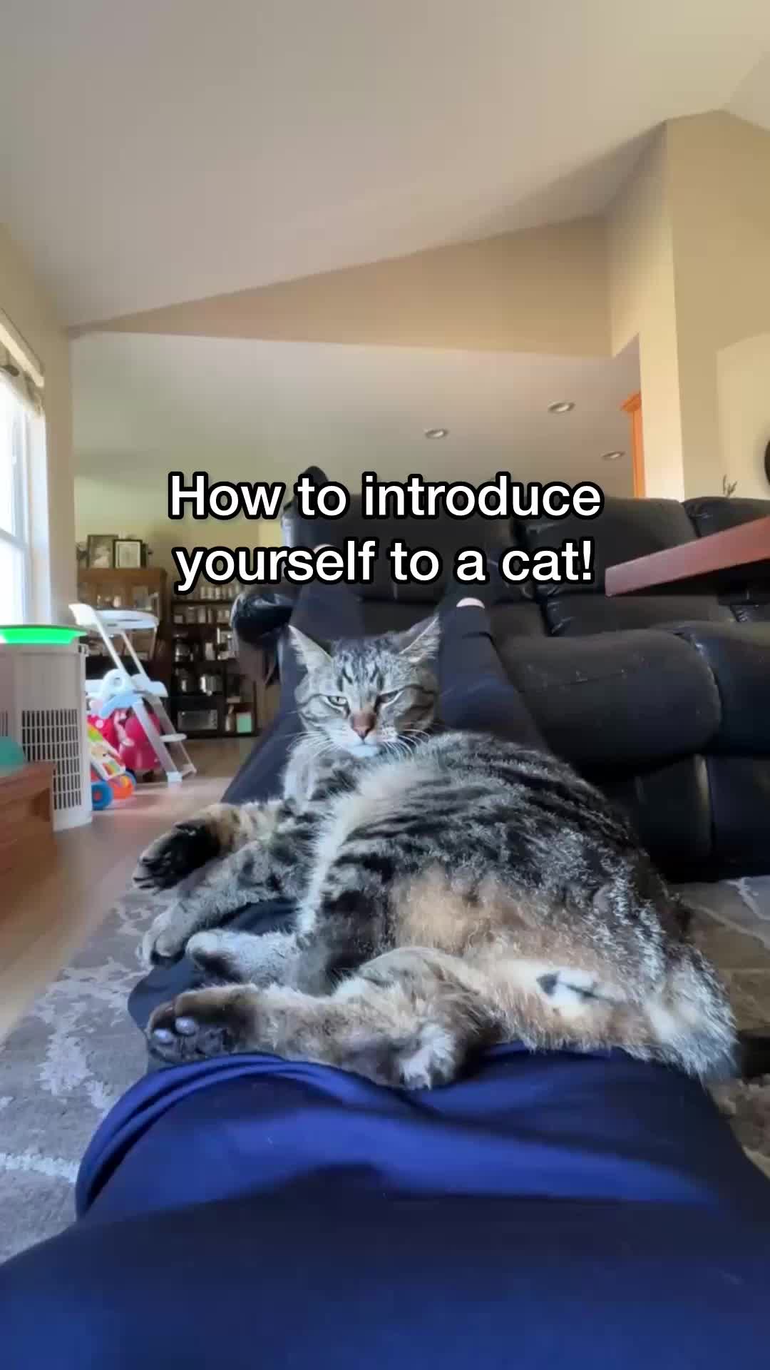 @Chip The Manx