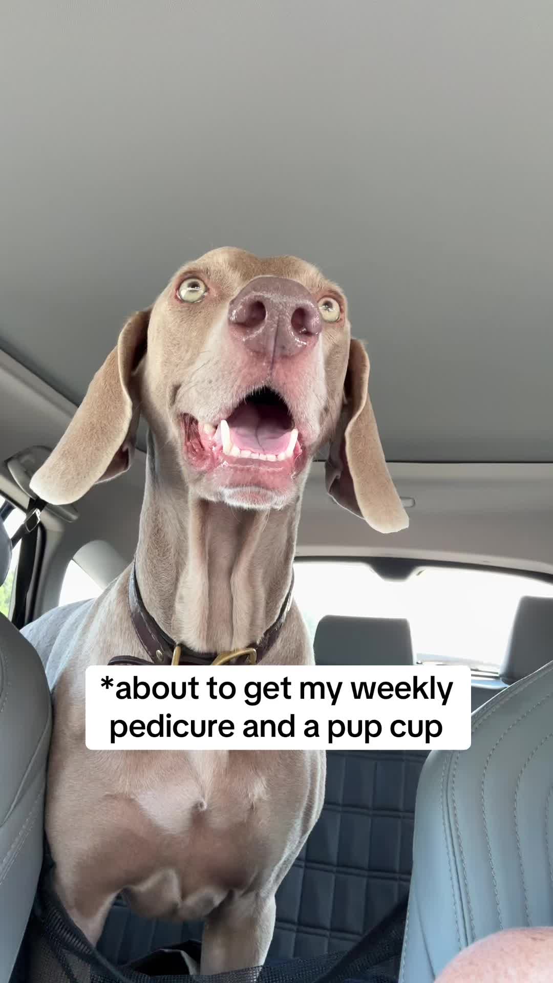 @Zoey the Weim