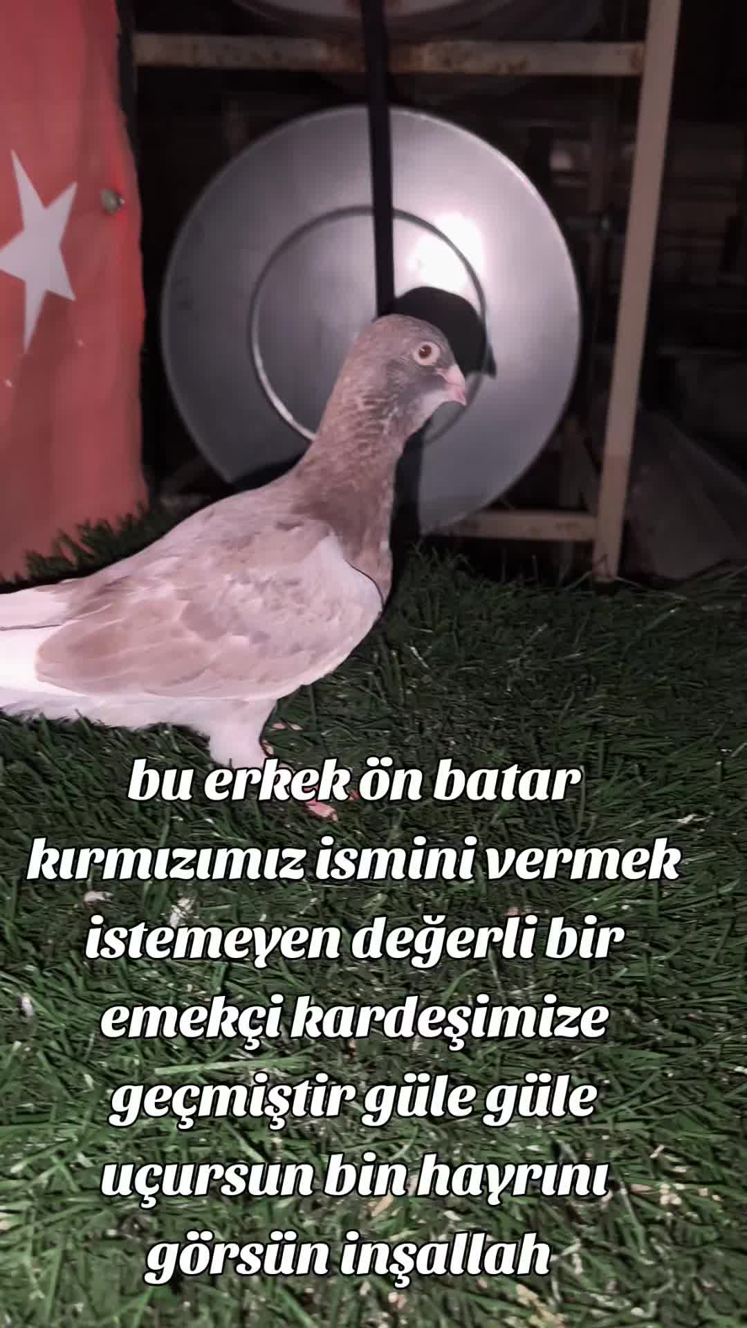 @0163Adanabatarkusu_federasyonu