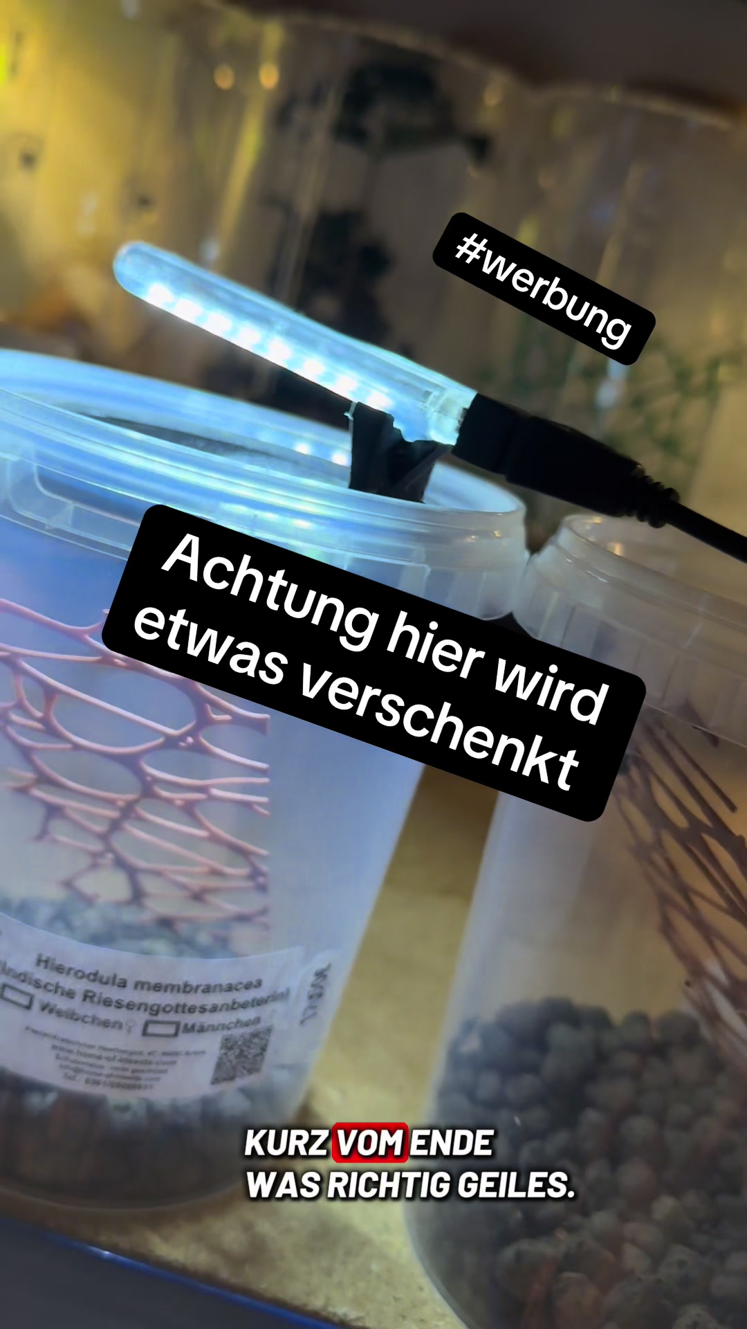 @Home-of-Insects