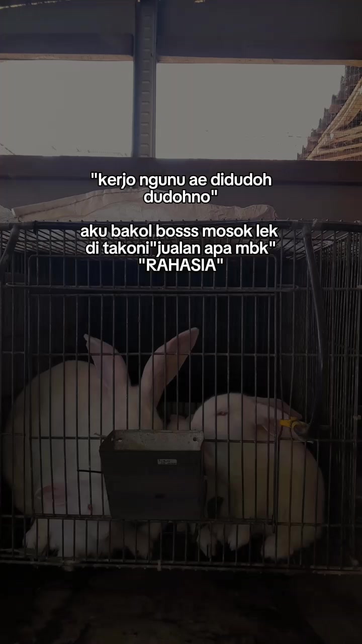 @JANSAE RABBITS