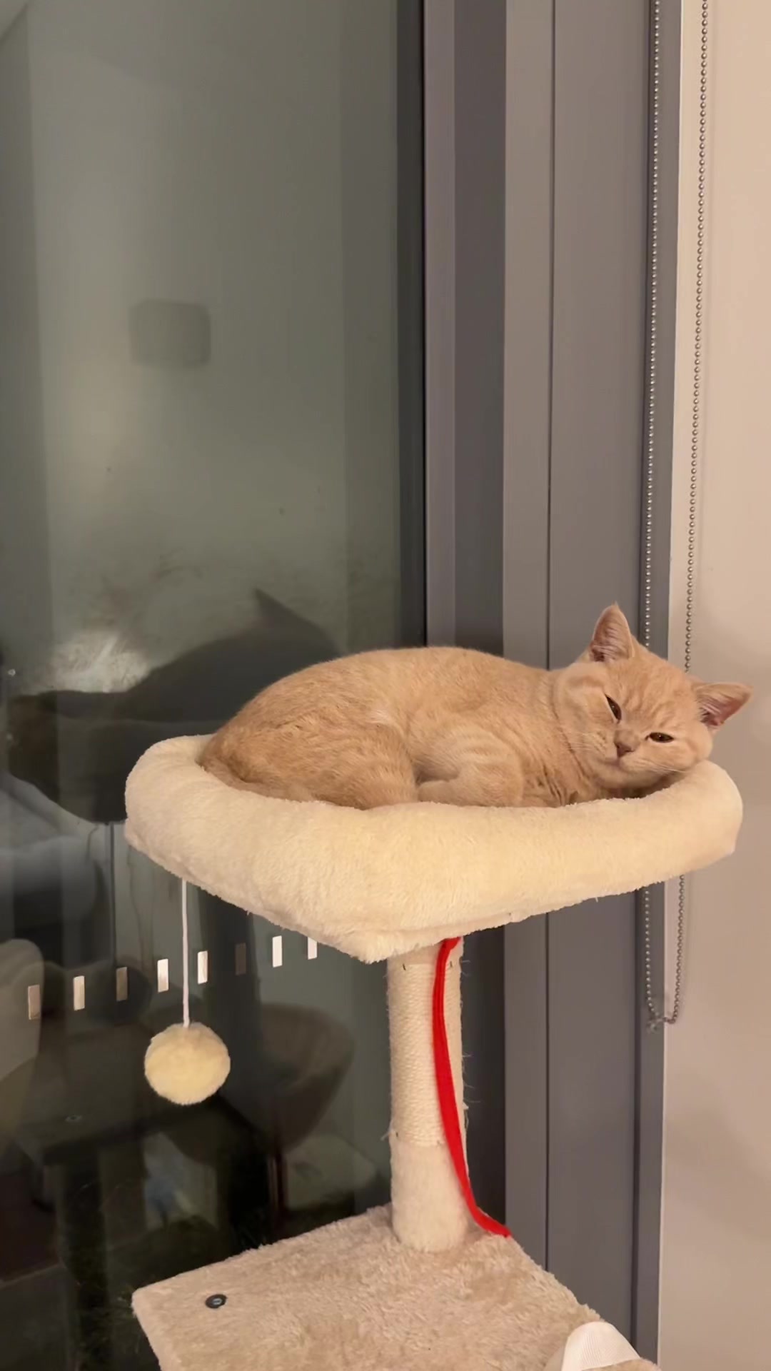 @Chuchu The British Shorthair