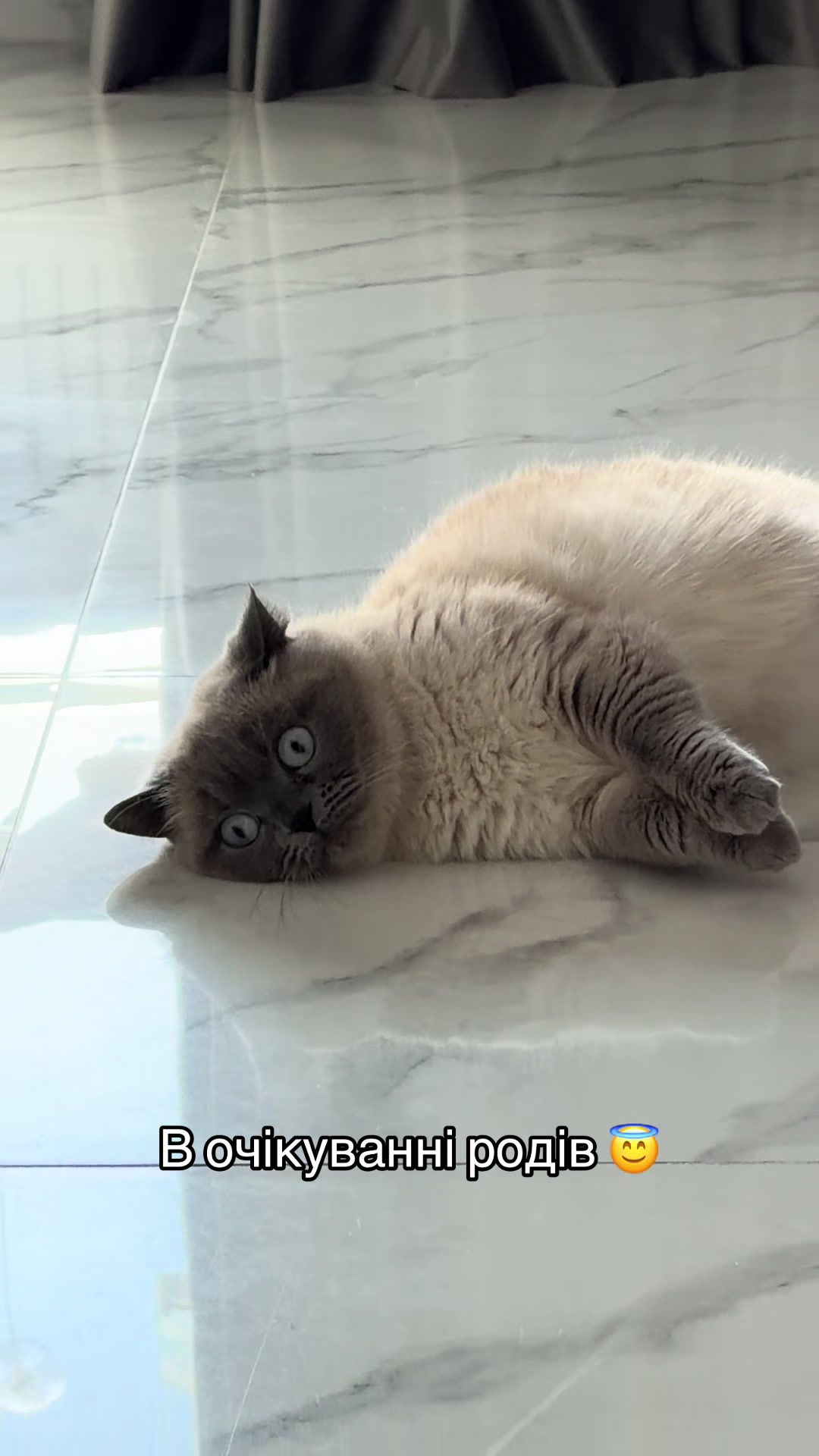 @Трускавецька киця 😻