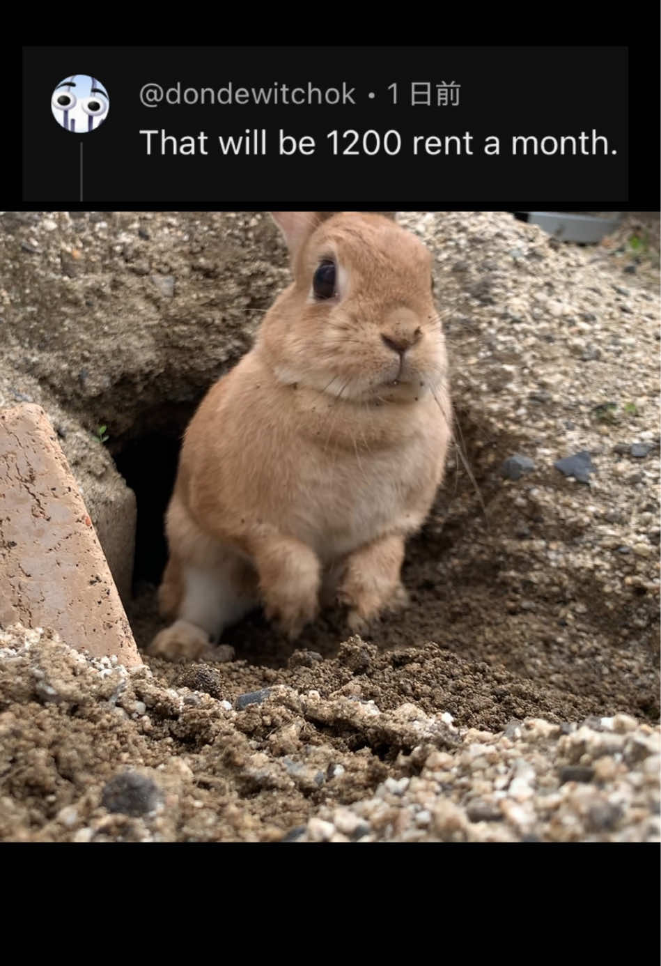 @rabbit man