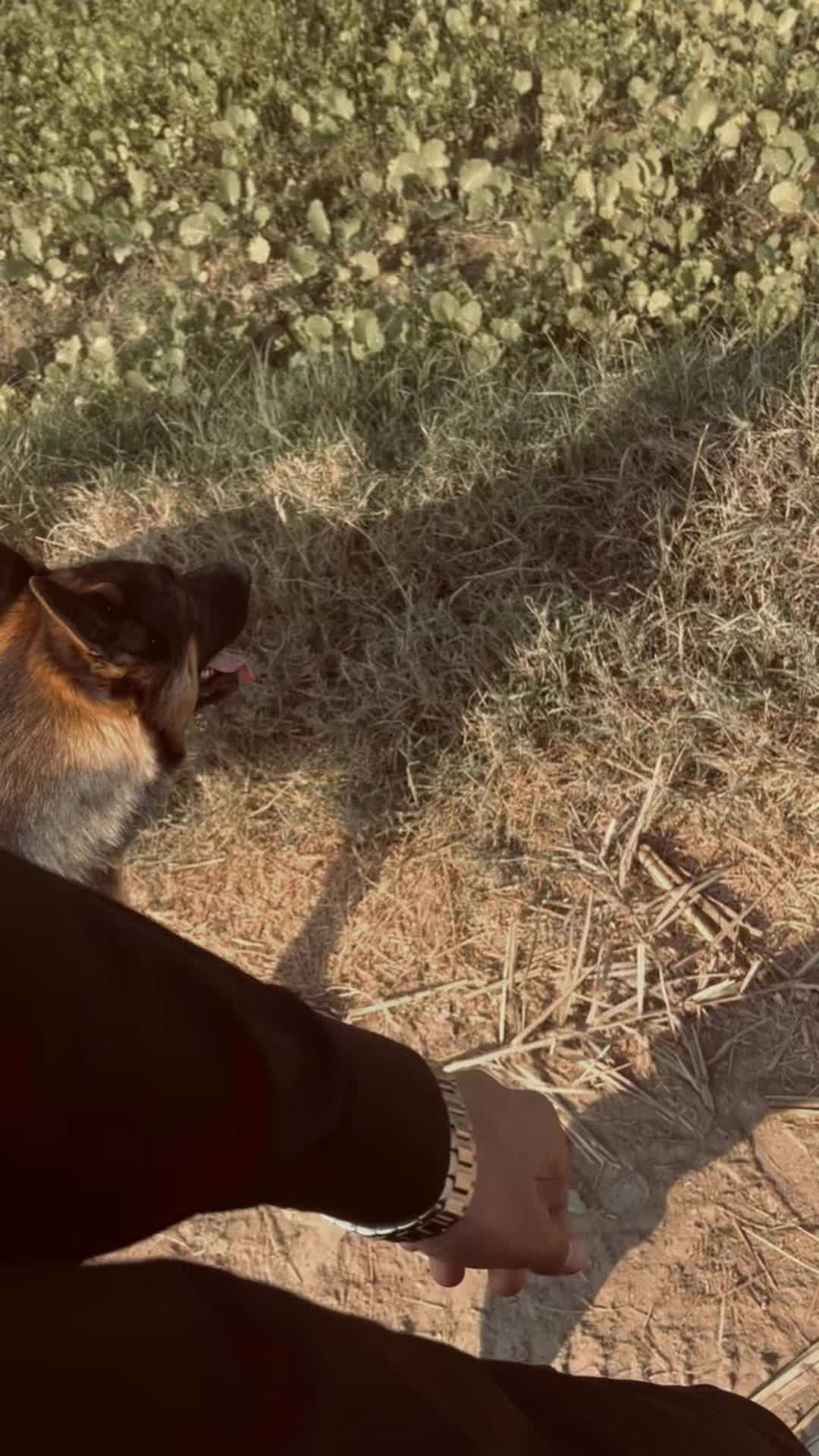 @ASH🐶