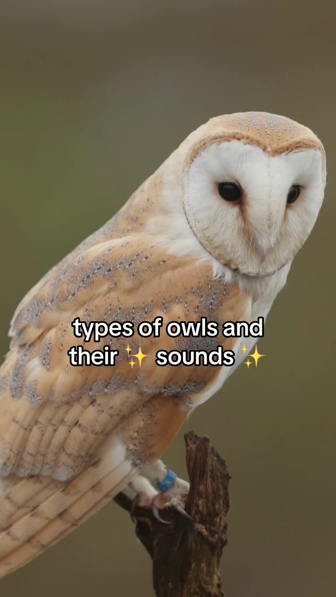 @Carolina Raptor Center