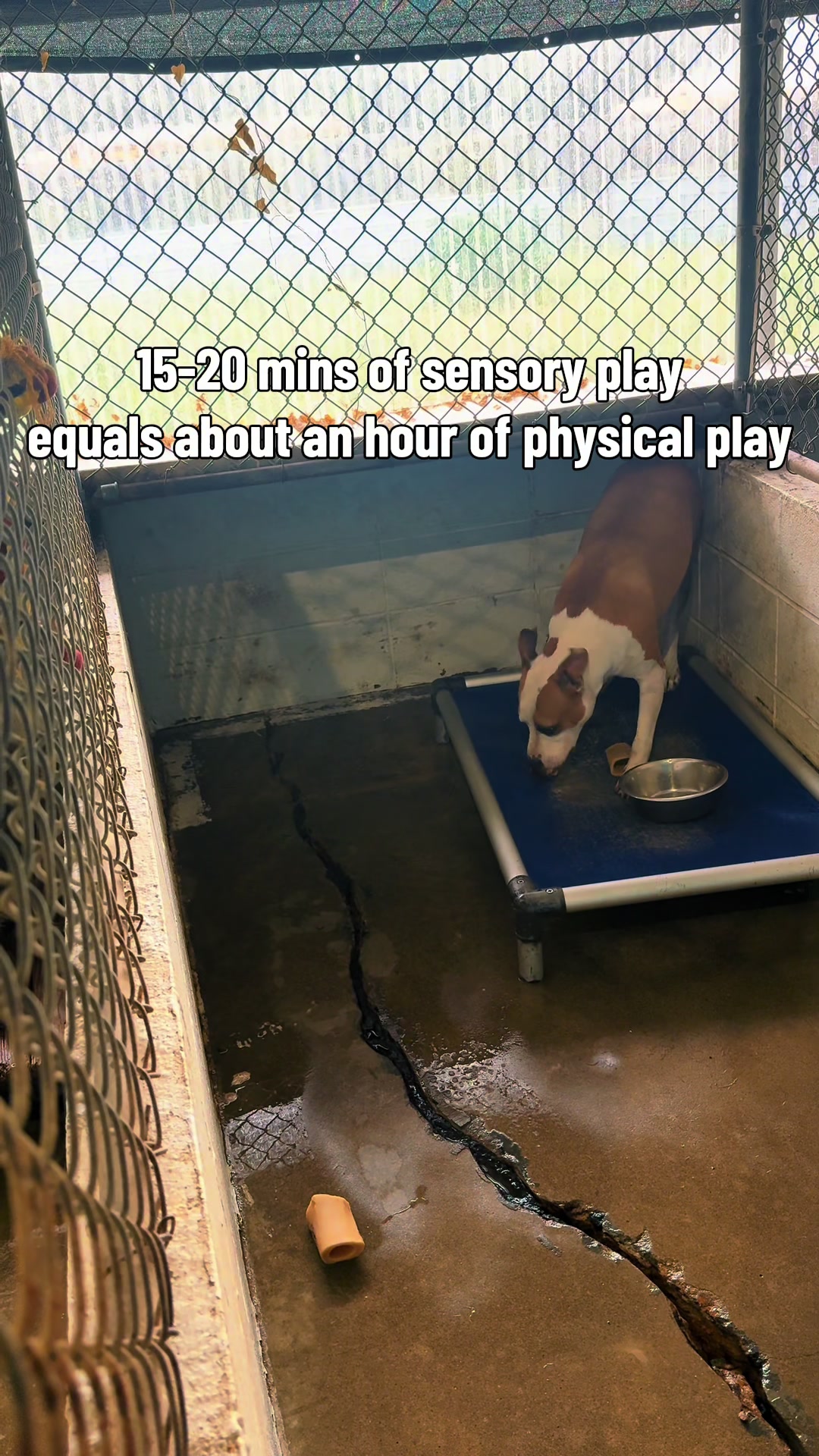 @FURGIVEN Animal Sanctuary