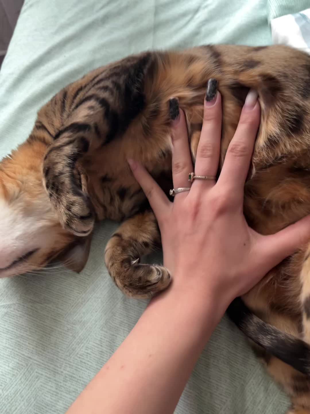 @bloody.kitty