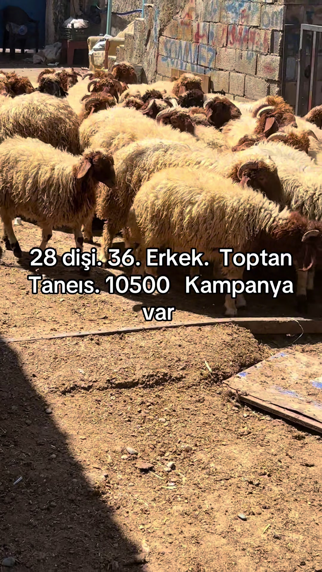 @Ahmet Sönmez