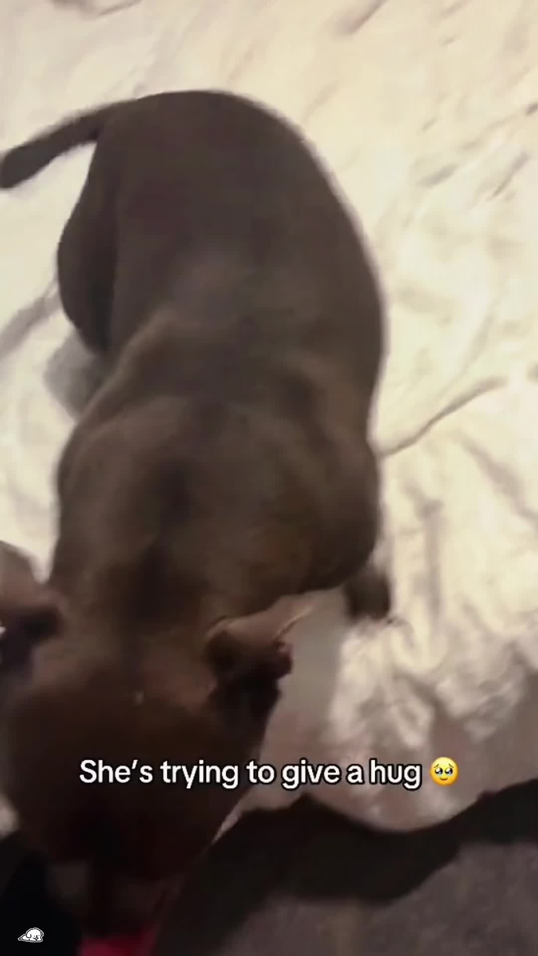 @SneakyFails