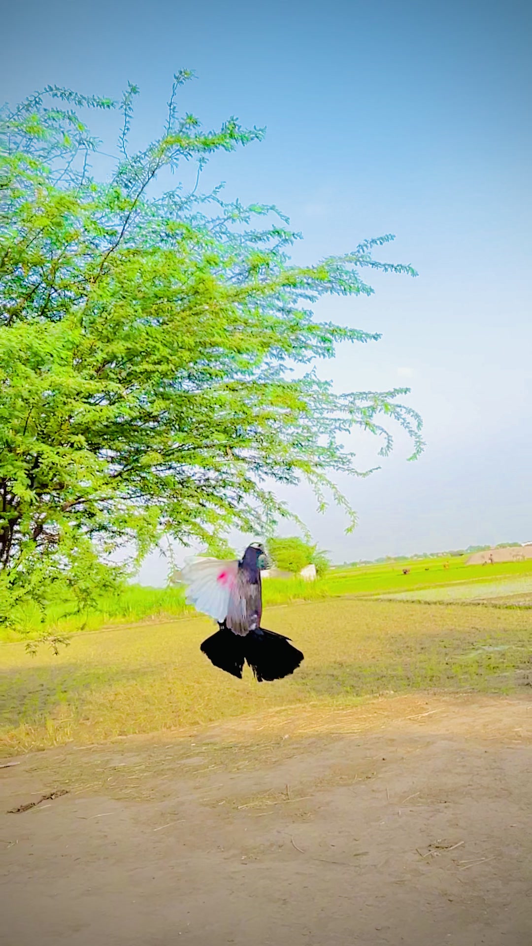 @♥مرتضیٰ سیال🌠