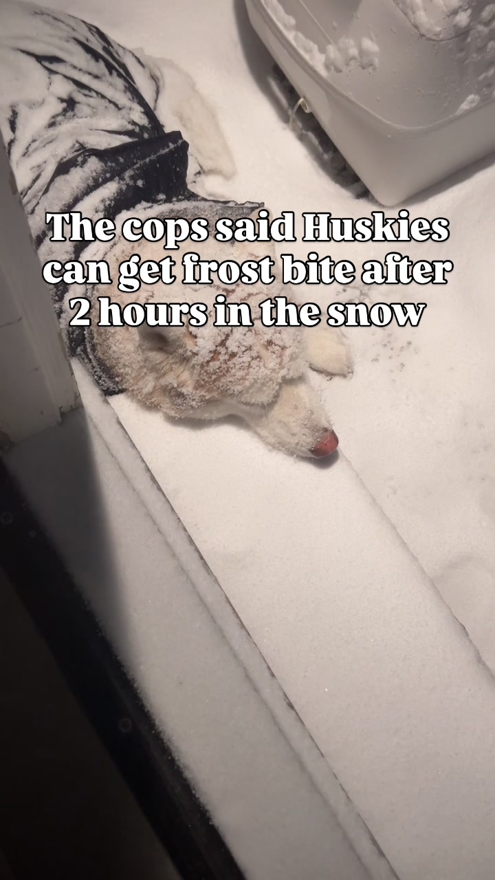 @freezinghusky