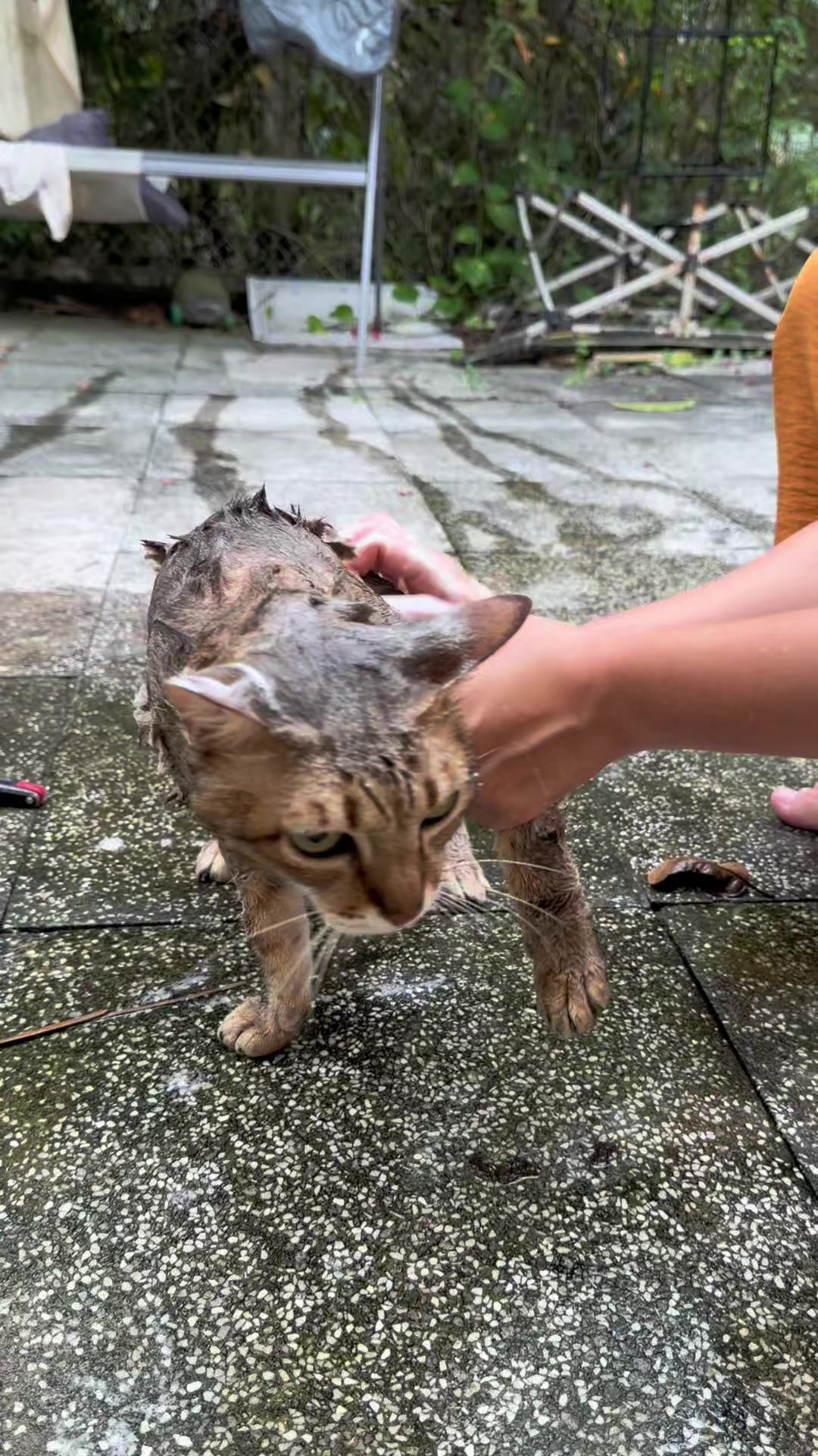 @Khế th&uacute;i