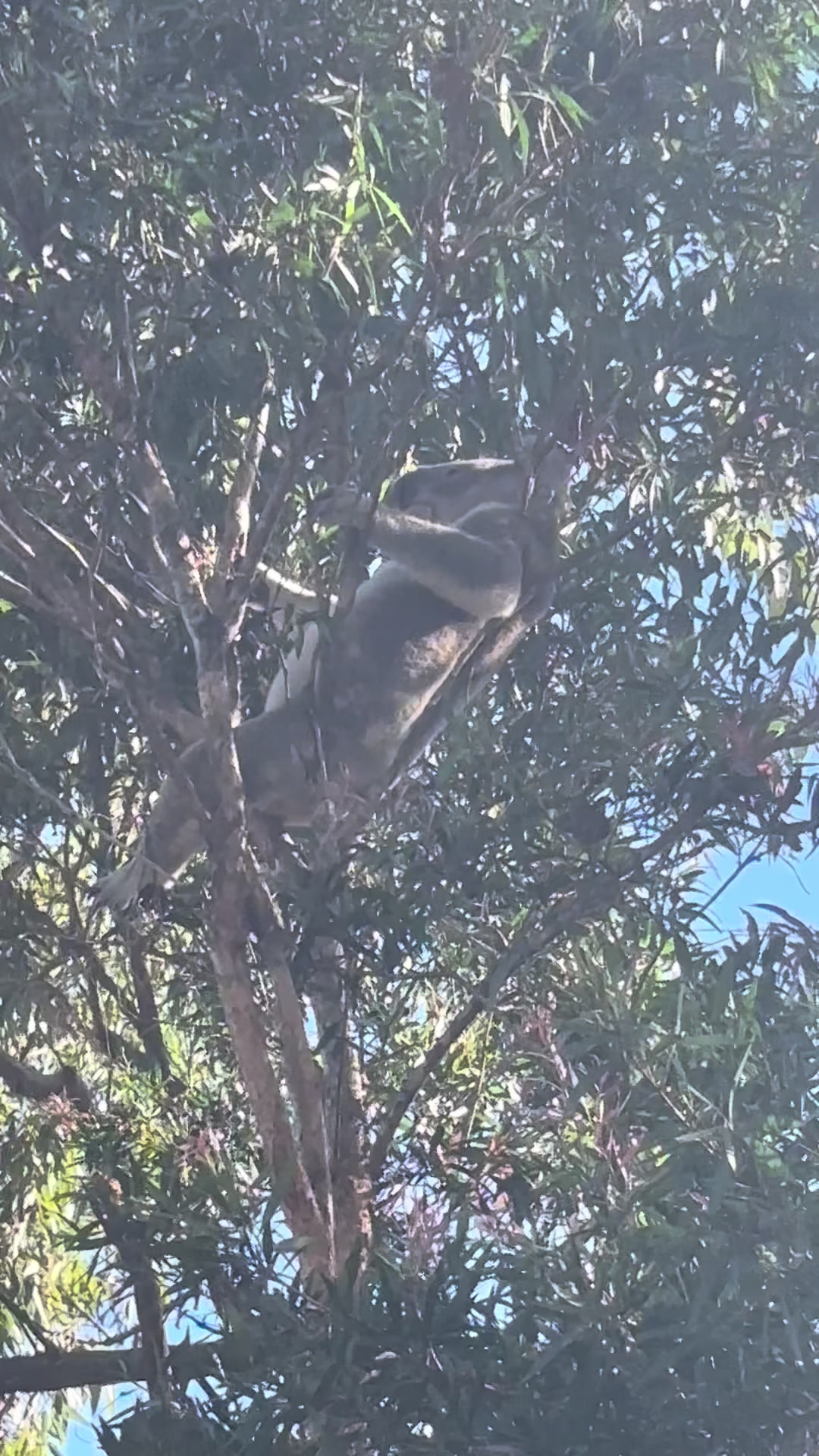 @Koala Conservation Australia