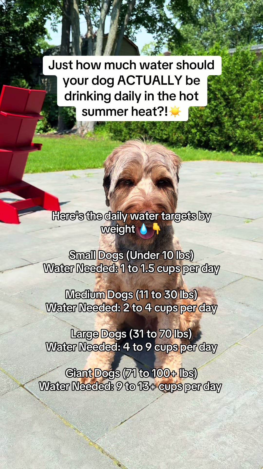 @Dogs Made Simple