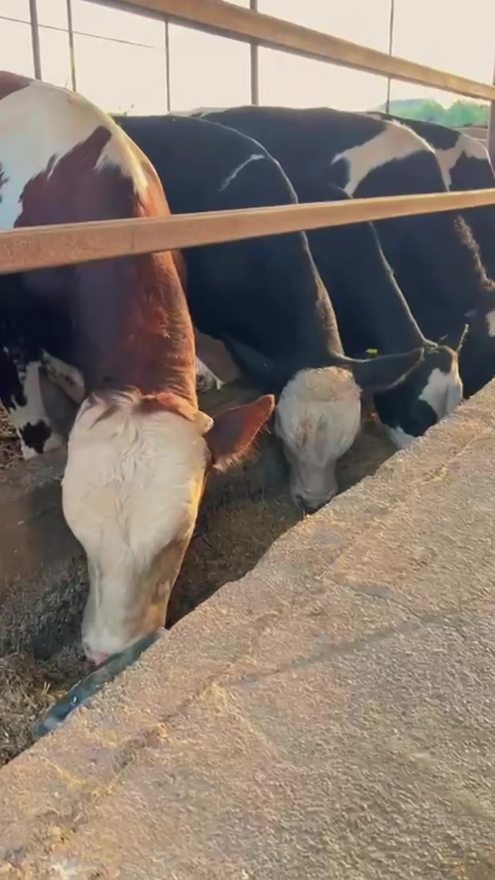 @hanım ağa