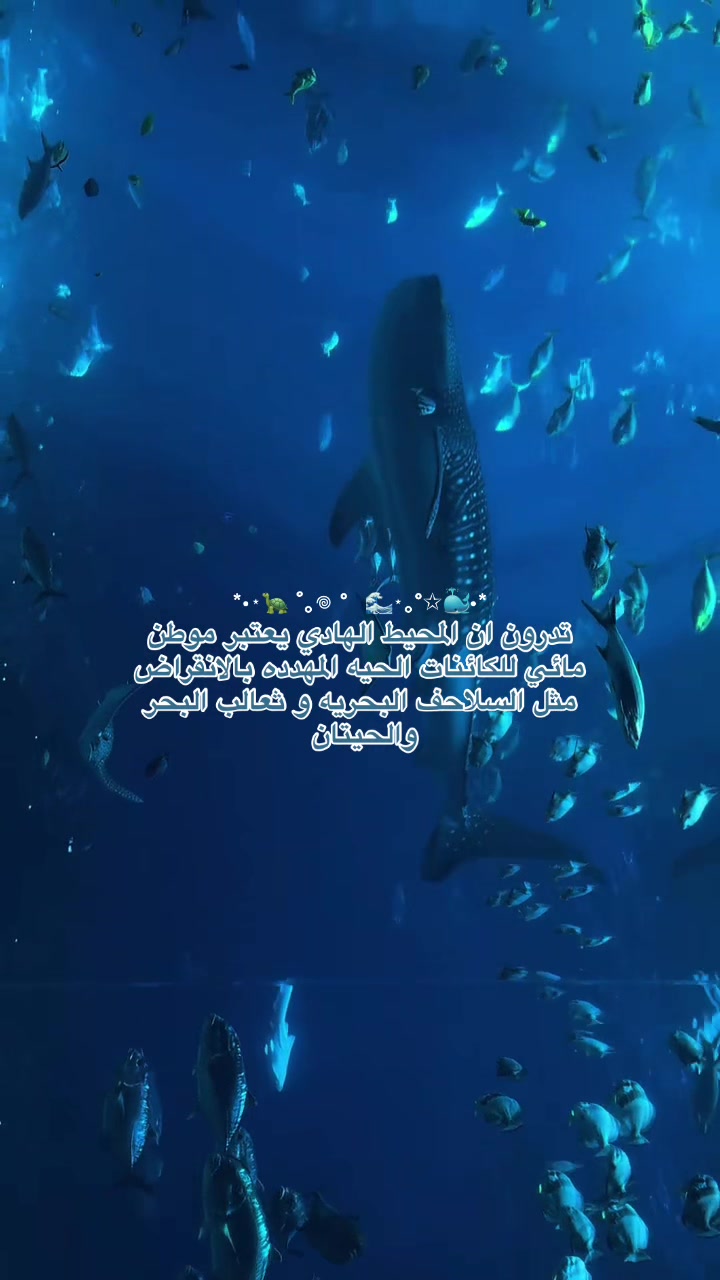 @Sh|شَ 🌊🪷࿐ ౨ৎ ⋆ 。˚